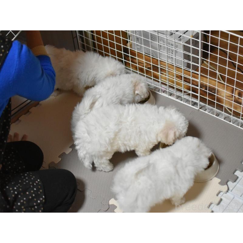 犬舎紹介の愛知県の犬舎紹介-1692の3枚目