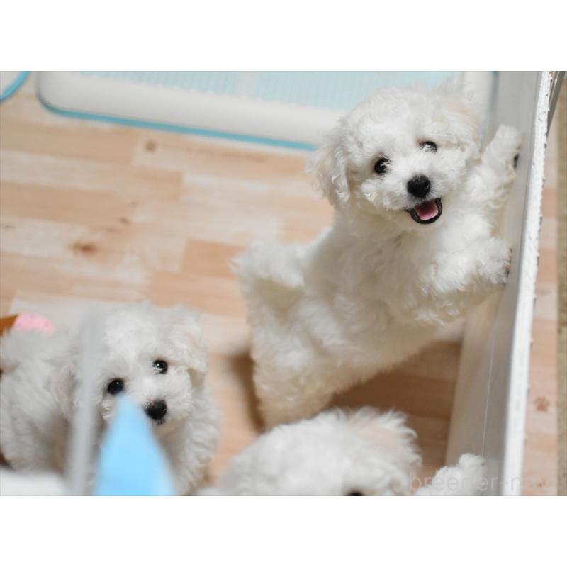 犬舎紹介の愛知県の犬舎紹介-1692の4枚目