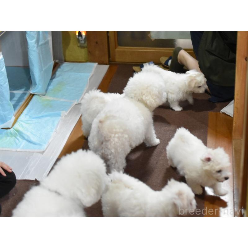 犬舎紹介の愛知県の犬舎紹介-1692の5枚目