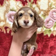 ♀︎カニンヘンダックスフンド(ロングヘアード)