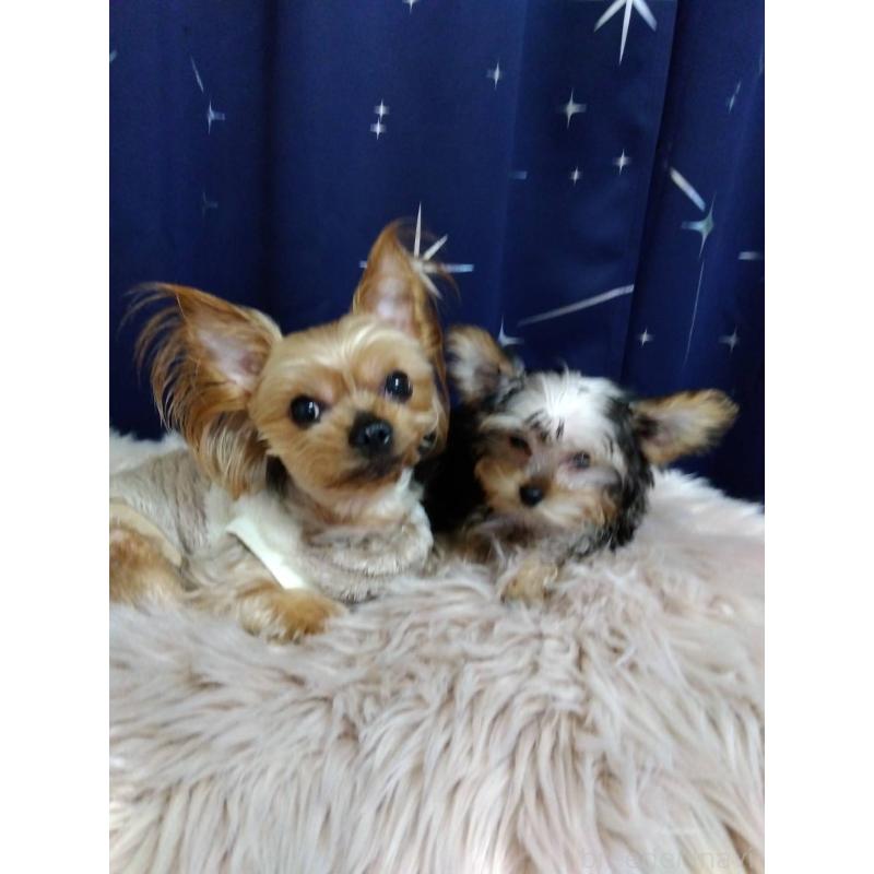 犬舎紹介の福岡県の犬舎紹介-198の2枚目