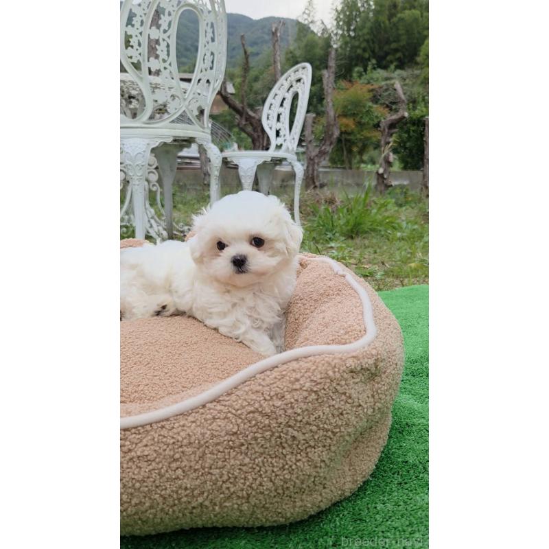 犬舎紹介の福岡県の犬舎紹介-198の3枚目