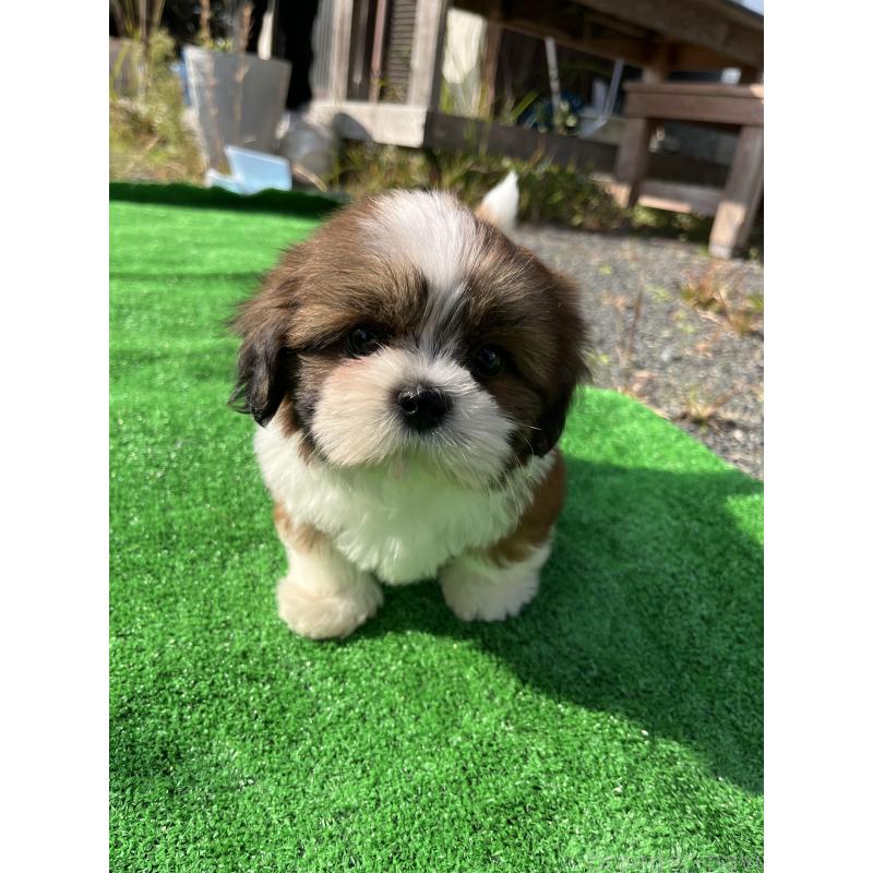 犬舎紹介の福岡県の犬舎紹介-198の4枚目