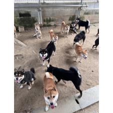 相島俊介ブリーダー