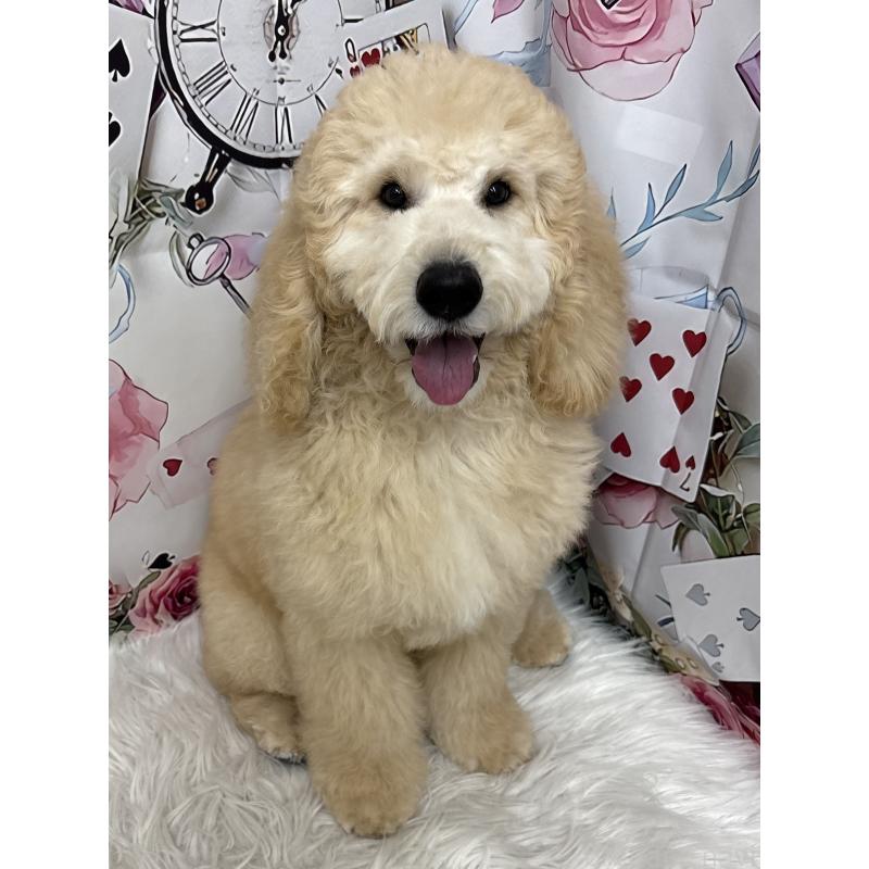 販売中の鹿児島県のミディアムプードル-435329の10枚目