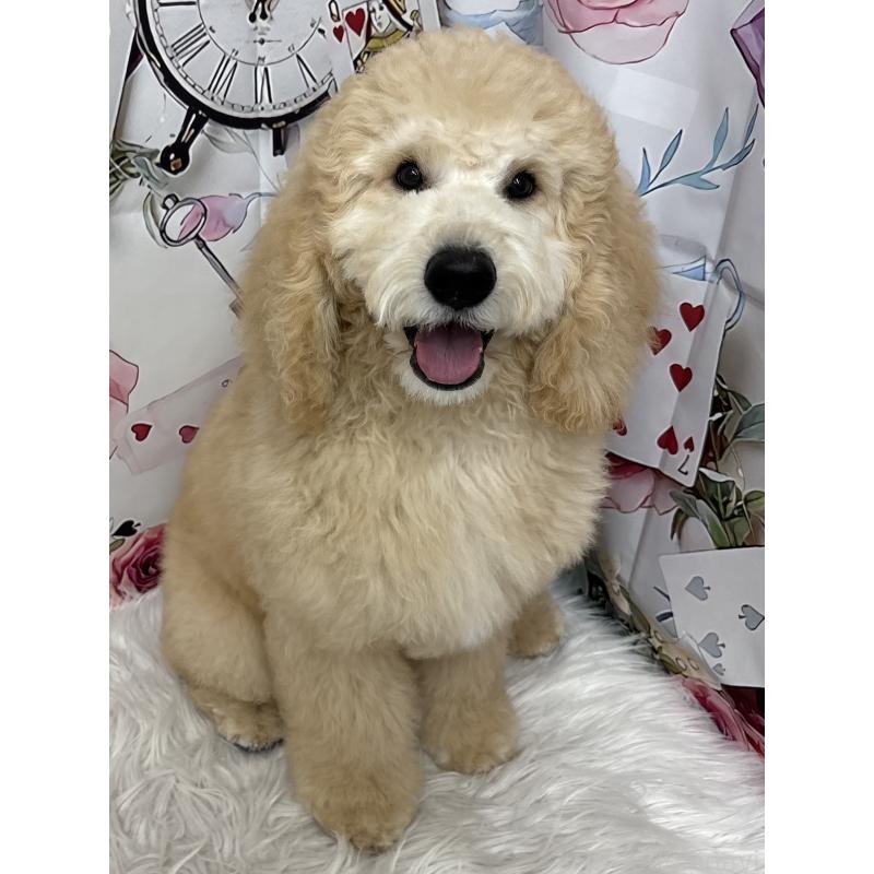 販売中の鹿児島県のミディアムプードル-435329の5枚目