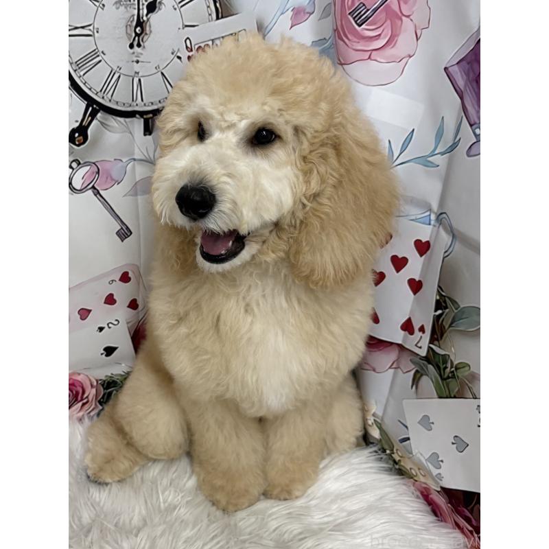 販売中の鹿児島県のミディアムプードル-435329の3枚目