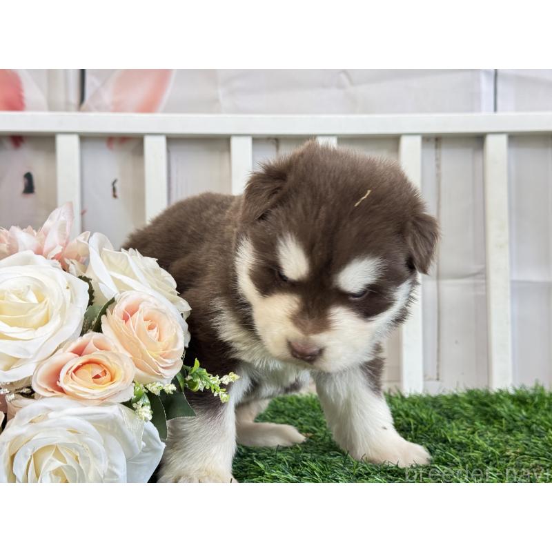 商談中の茨城県のアラスカンマラミュート-446268の3枚目