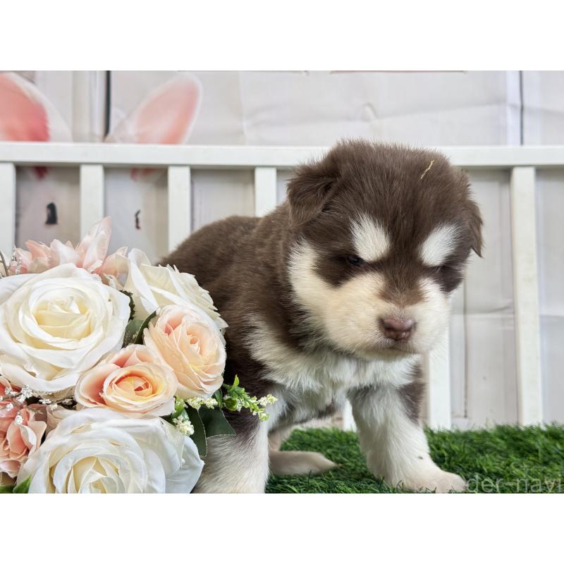 商談中の茨城県のアラスカンマラミュート-446268の2枚目