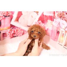 ♀︎ティーカッププードル