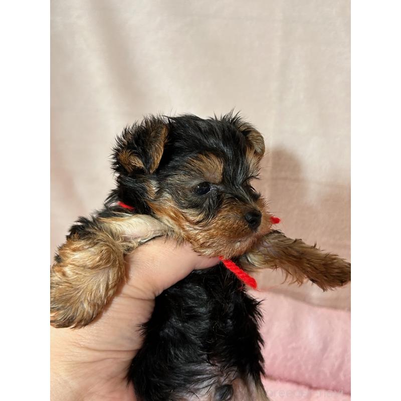 成約済の鹿児島県のヨークシャーテリア-446162の5枚目