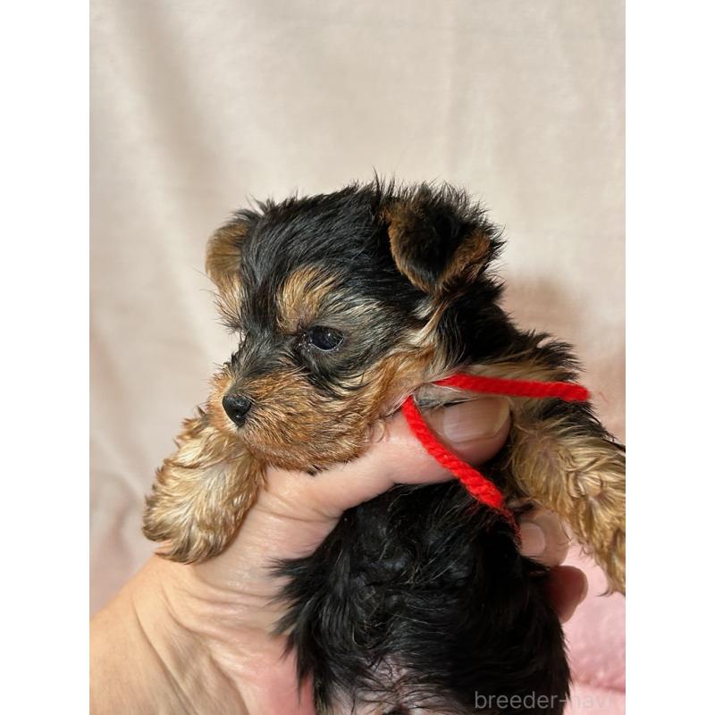 成約済の鹿児島県のヨークシャーテリア-446162の4枚目