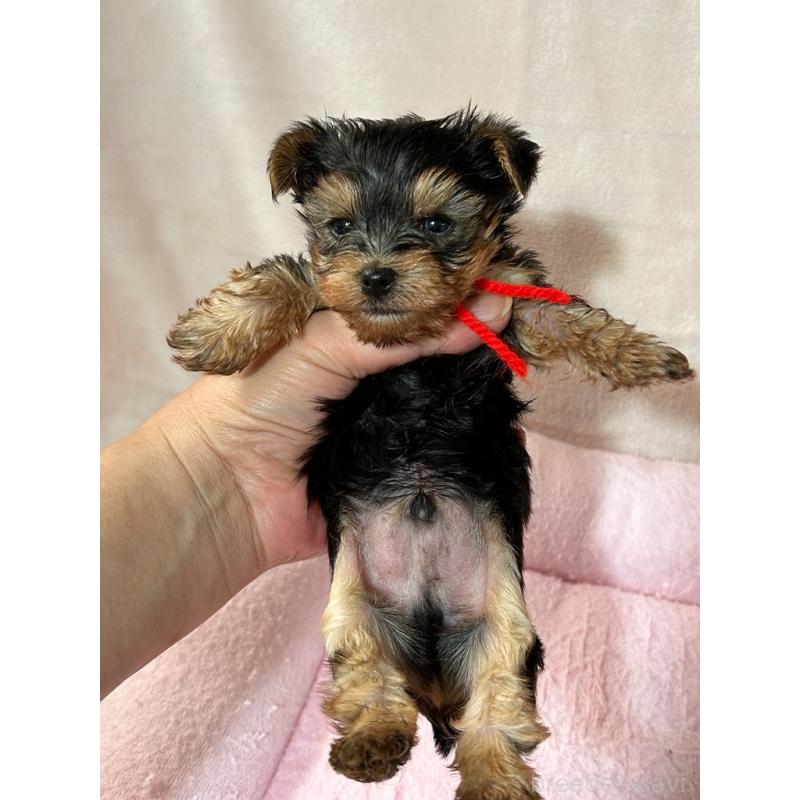 成約済の鹿児島県のヨークシャーテリア-446162の3枚目