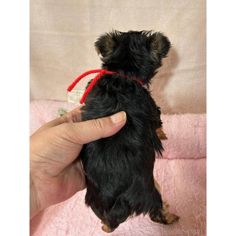 成約済の鹿児島県のヨークシャーテリア-446162の2枚目