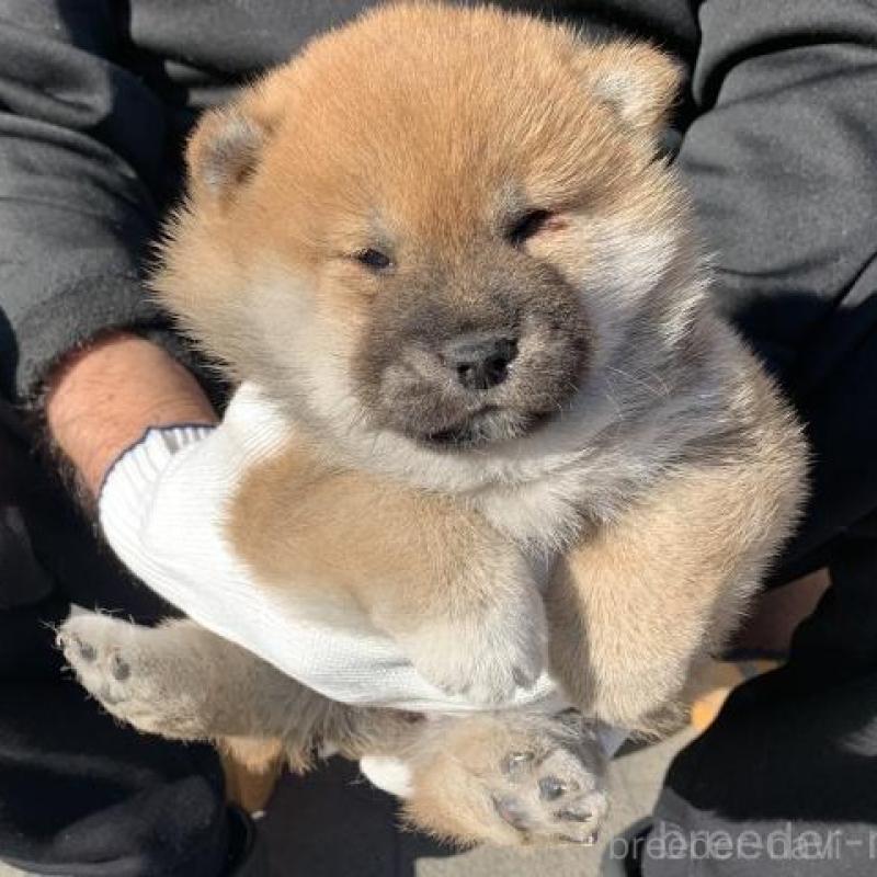 販売中の長崎県の柴犬-444413の5枚目