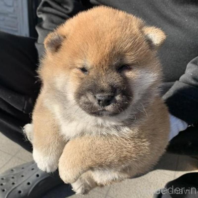 販売中の長崎県の柴犬-444413の4枚目