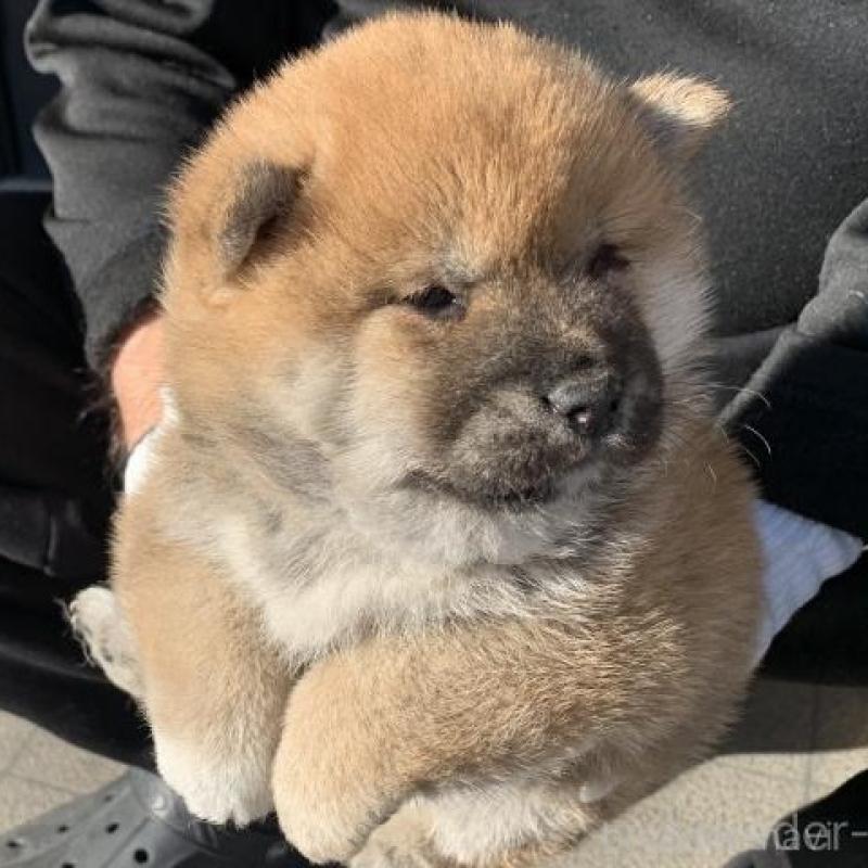 販売中の長崎県の柴犬-444413の3枚目