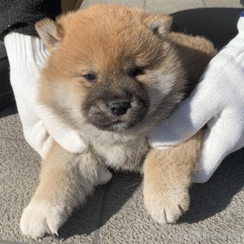 販売中の長崎県の柴犬-444413の2枚目