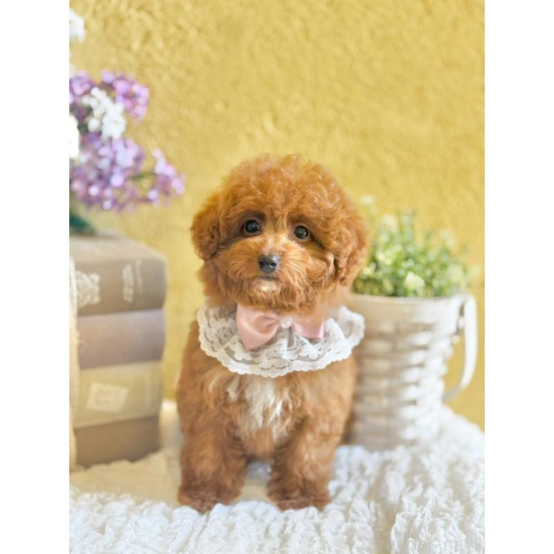 販売中の茨城県のタイニープードル-443015の9枚目