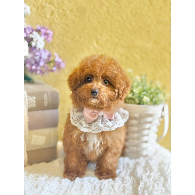 販売中の茨城県のタイニープードル-443015の8枚目