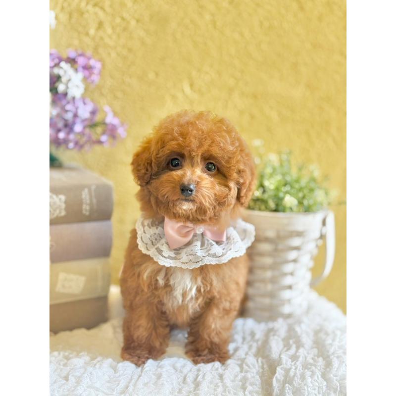 販売中の茨城県のタイニープードル-443015の7枚目