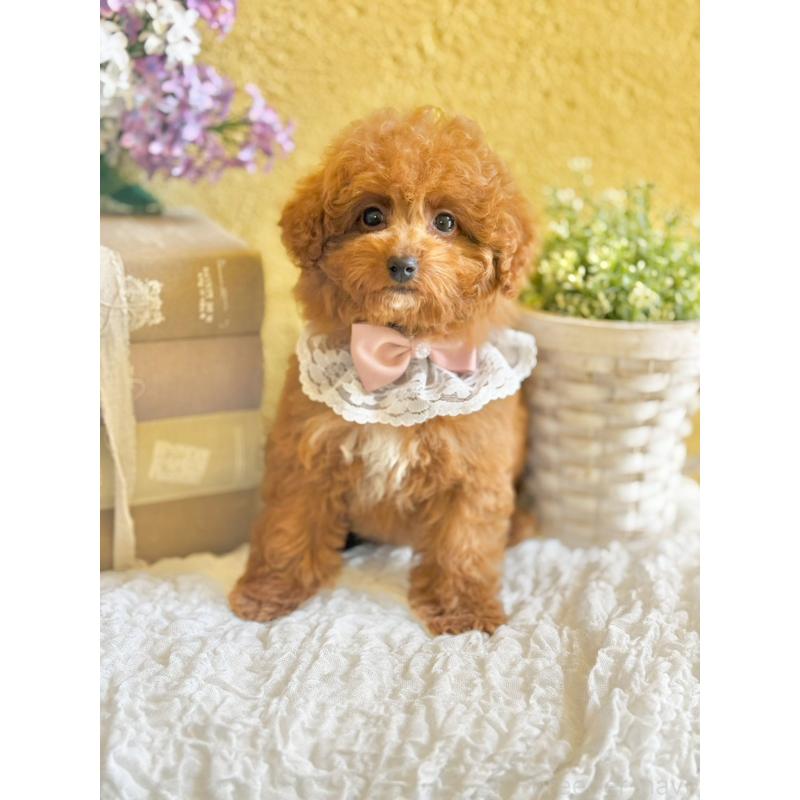 販売中の茨城県のタイニープードル-443015の6枚目