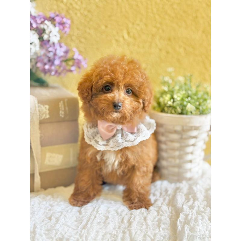 販売中の茨城県のタイニープードル-443015の5枚目