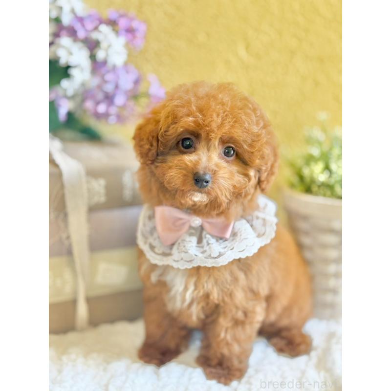 販売中の茨城県のタイニープードル-443015の4枚目