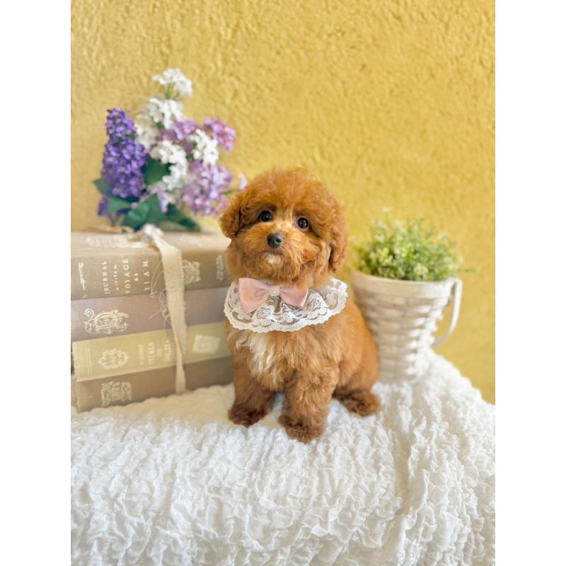 販売中の茨城県のタイニープードル-443015の3枚目