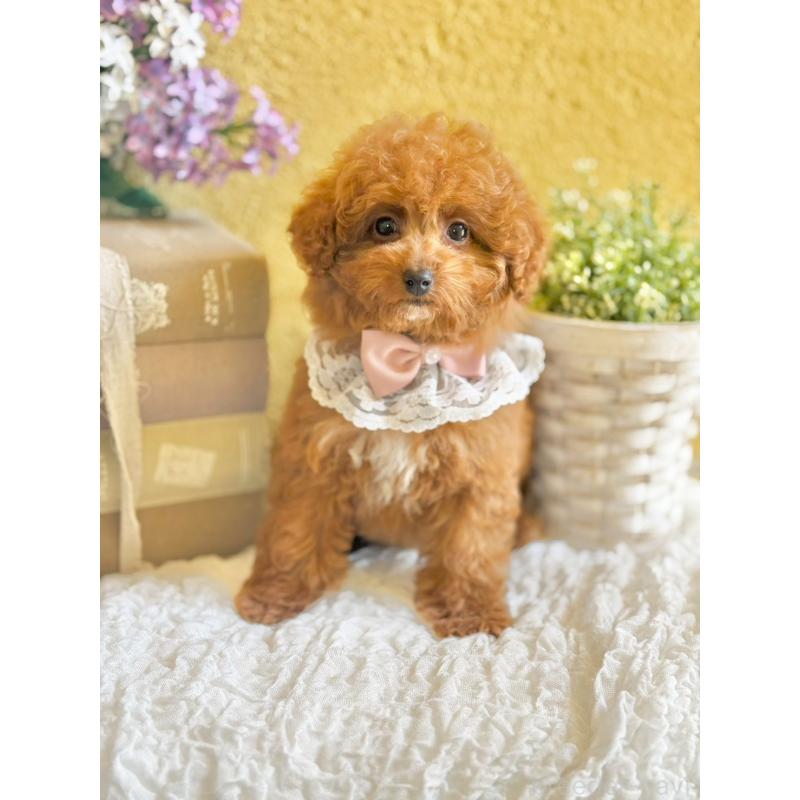 販売中の茨城県のタイニープードル-443015の2枚目