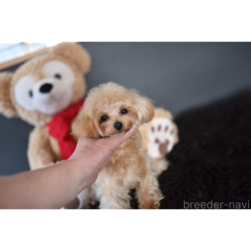 販売中の茨城県のティーカッププードル-413043の6枚目