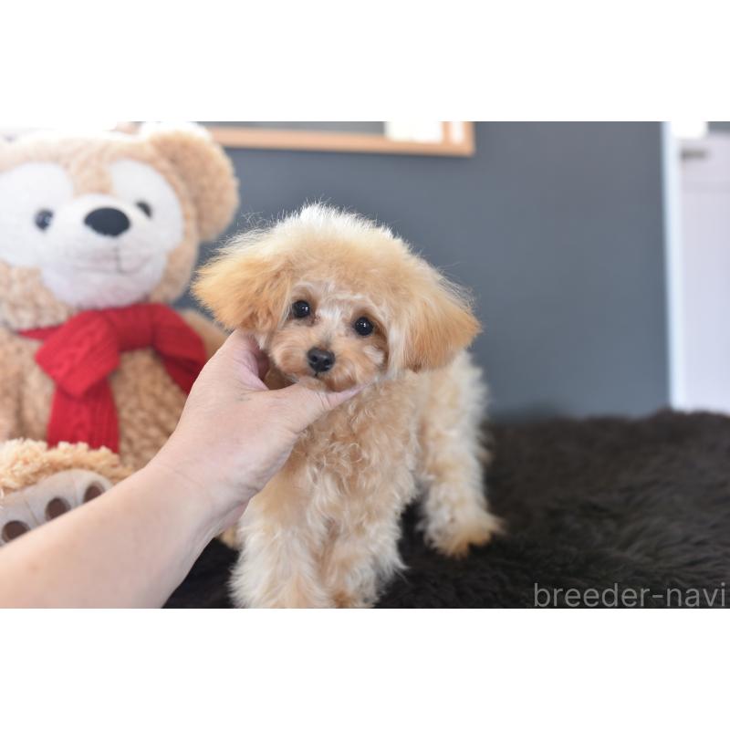 販売中の茨城県のティーカッププードル-413043の5枚目