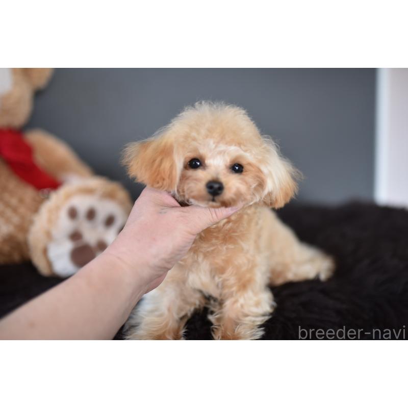 販売中の茨城県のティーカッププードル-413043の4枚目