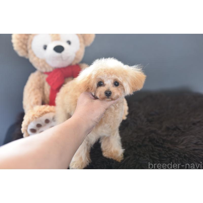 販売中の茨城県のティーカッププードル-413043の3枚目