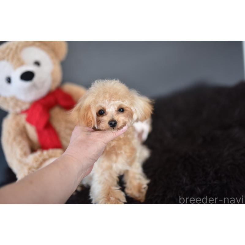 販売中の茨城県のティーカッププードル-413043の2枚目