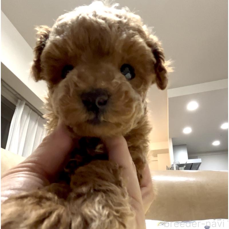 販売中の奈良県のタイニープードル-446944の11枚目