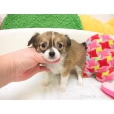 ♀︎チワワ(ロングコート)