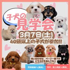 朝比奈杏奈ブリーダー