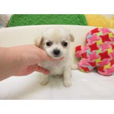 ♀︎チワワ(ロングコート)