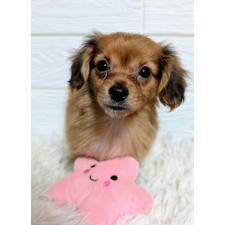 ♀︎ミックス犬