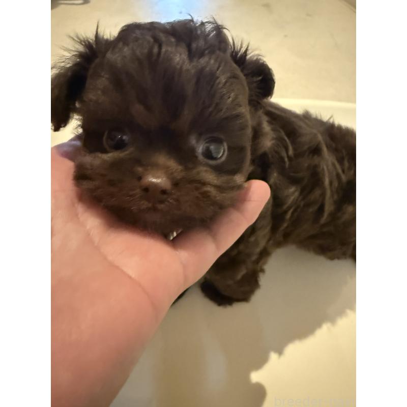 犬舎紹介の徳島県の犬舎紹介-385の5枚目