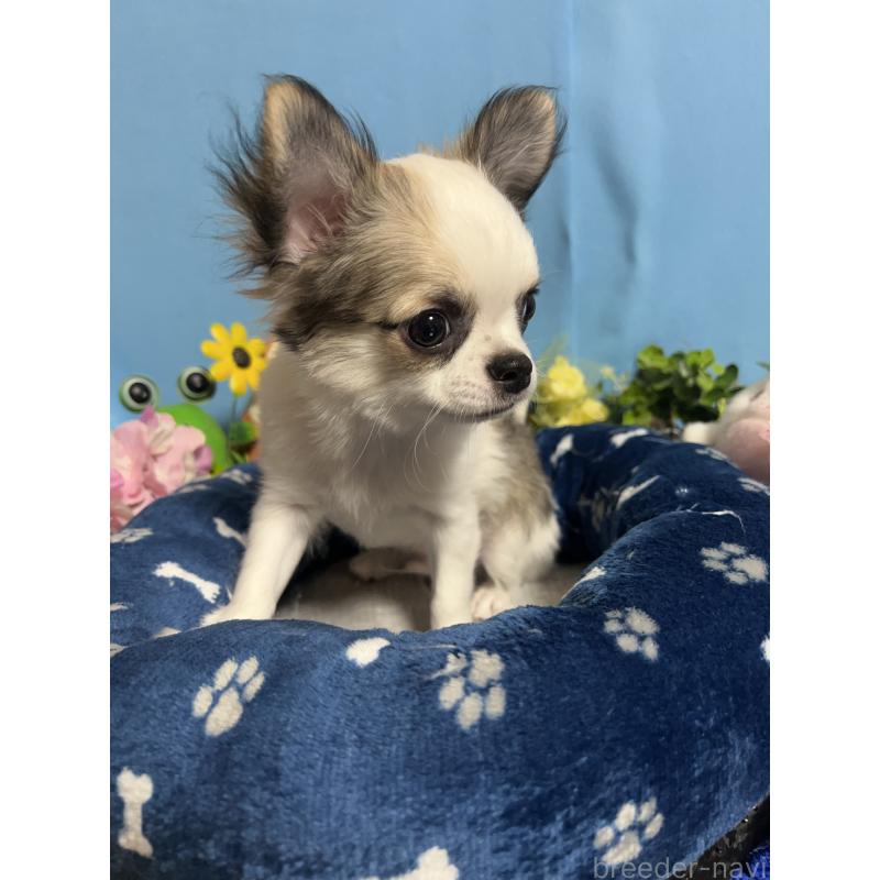 販売中の福岡県のチワワ(ロングコート)-436025の9枚目