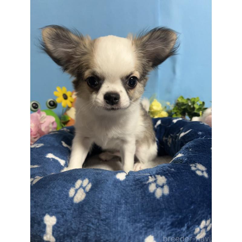 販売中の福岡県のチワワ(ロングコート)-436025の8枚目