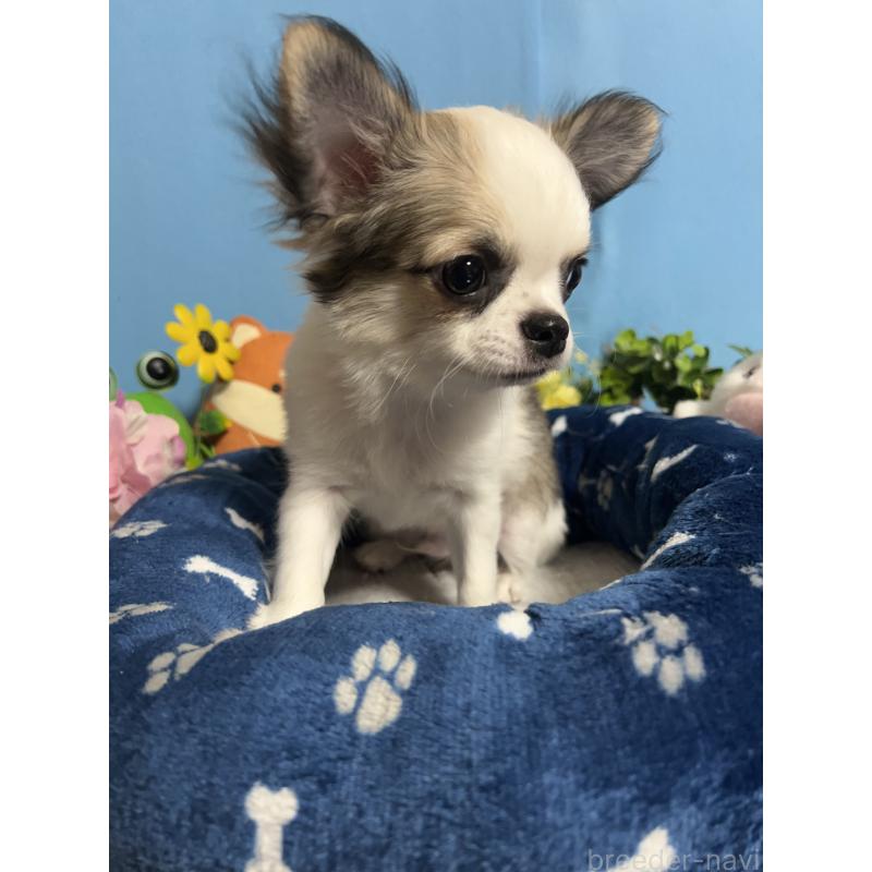 販売中の福岡県のチワワ(ロングコート)-436025の7枚目