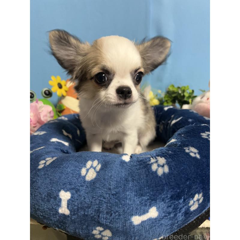 販売中の福岡県のチワワ(ロングコート)-436025の6枚目