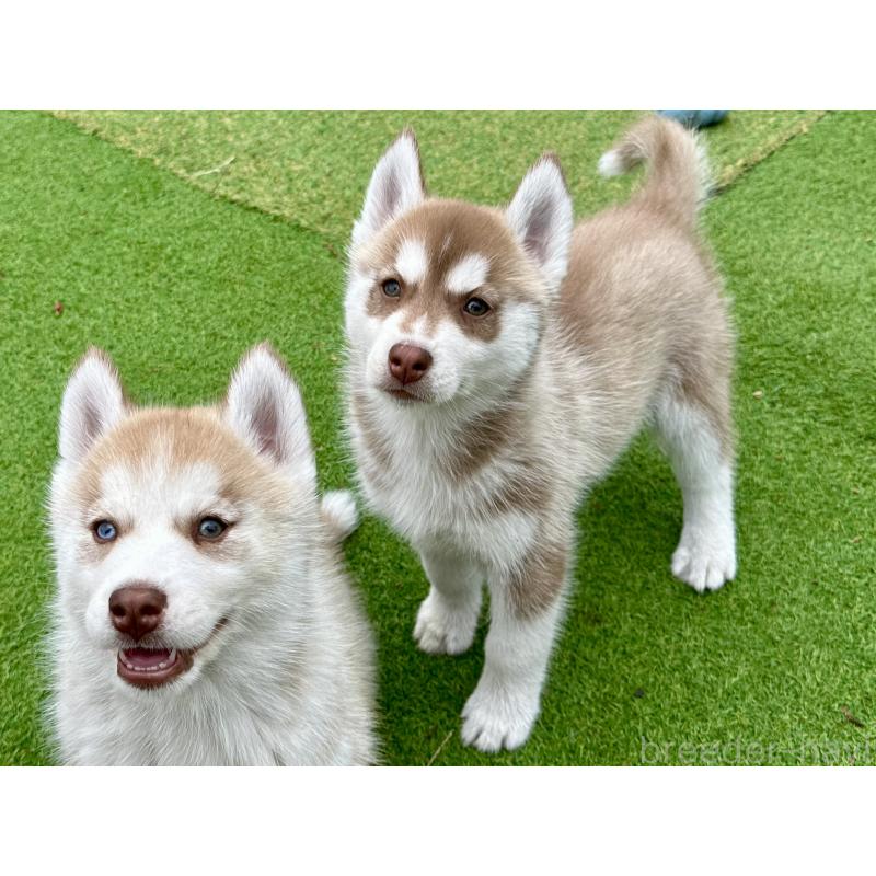 販売中の茨城県のシベリアンハスキー-453307の11枚目