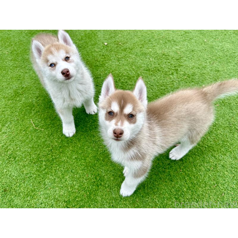 販売中の茨城県のシベリアンハスキー-453307の9枚目