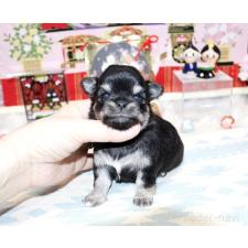 ♀︎チワワ(ロングコート)