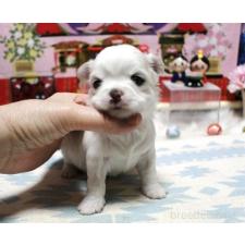 ♀︎チワワ(ロングコート)