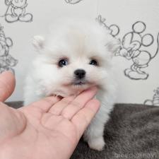 ♀︎ポメラニアン